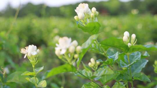 唯美茉莉花与茉莉花茶制作福州茉莉花种植园