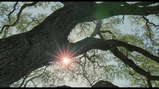 阳光透过大树
