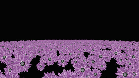 紫罗兰丝花粒子海冲屏幕视频