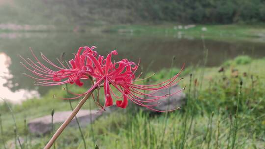 彼岸花马兰马蔺