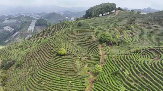 航拍绿色高山有机茶园