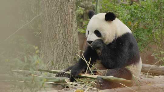 大小熊猫