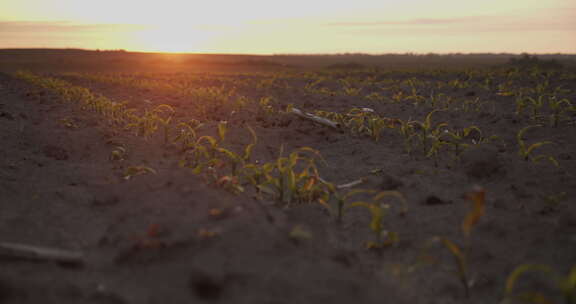日落时的玉米芽嫩芽
