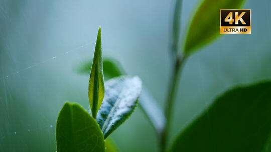4k茶 茶叶 采茶制茶工艺泡茶茶道茶文化