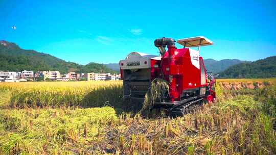 收谷子 农民下地 田间 地头田园生活视频素材模板下载