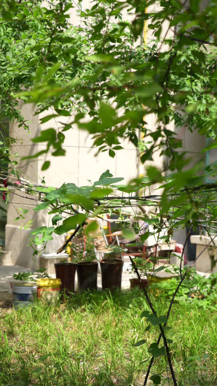 庭院绿植盆栽景象