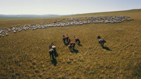 内蒙古草原绵羊骏马奔跑
