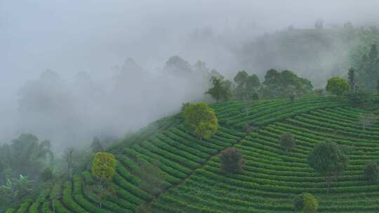 航拍云雾中的茶山