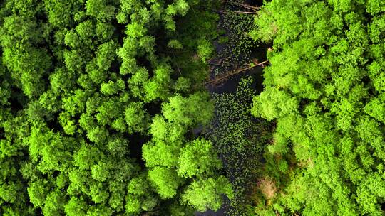 夏季河流沼泽和森林的鸟瞰图