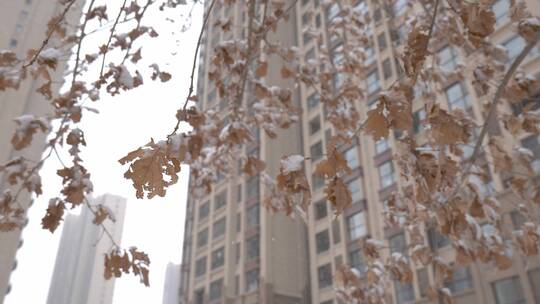 冬天下雪树枝树叶积雪飘雪
