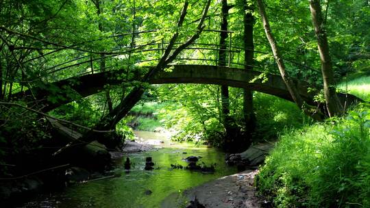 小桥 流水 树林 绿荫