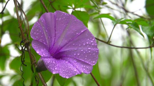 雨后台湾牵牛花上的水珠