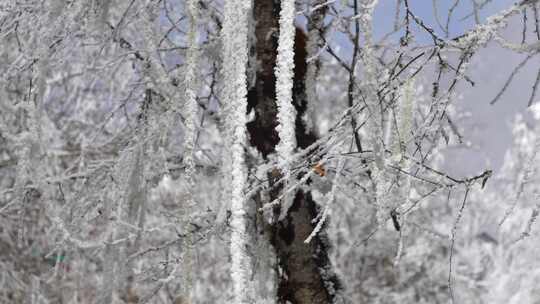 雪松雪树枝积雪