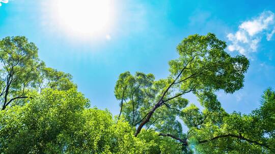 夏天阳光树枝香樟树的树荫视频素材模板下载