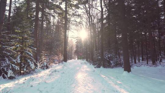冬天雪地上阳光照射下的树林美景特写