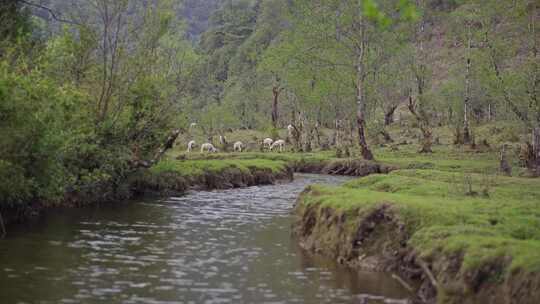 小河边羊吃草山羊