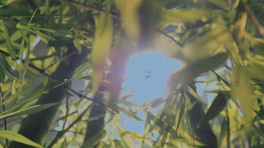 院子里的竹子竹林竹影毛竹
