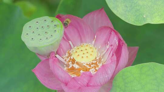 蓬莱仙境：莲花盛开引蜜蜂狂舞，升格特写