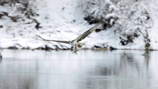 雄鹰在雪中飞翔捕鱼