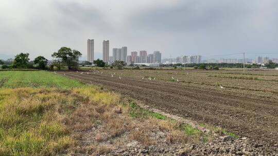 种植西红柿农耕菜田4K实拍视频