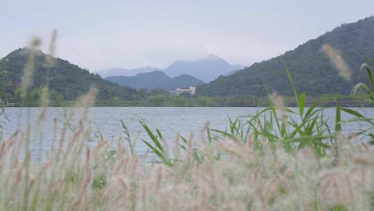 田野中的狗尾巴草