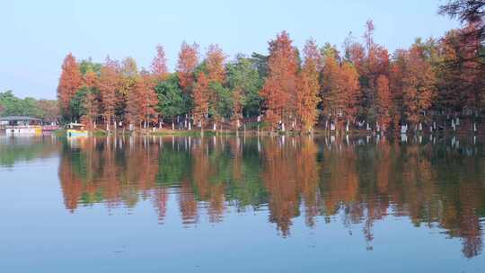 广州番禺大夫山森林公园云岫湖落羽杉红叶