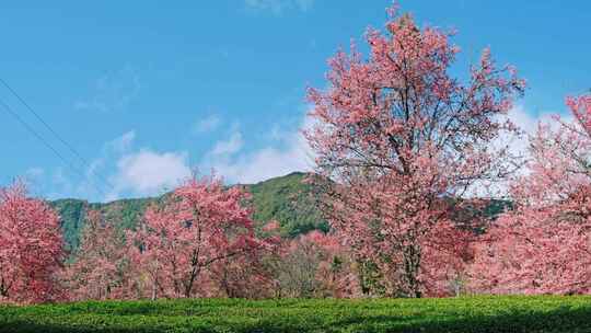 大理无量山樱花谷