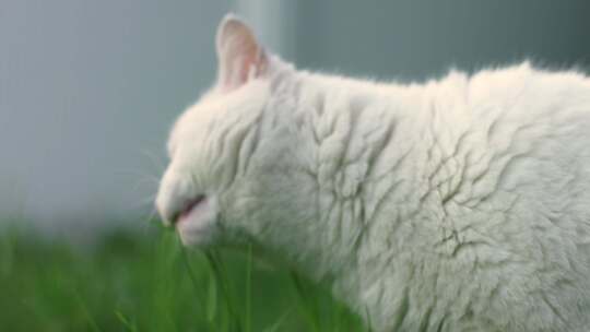 4k猫、小猫、白猫、猫咪生活日常视频素材模板下载
