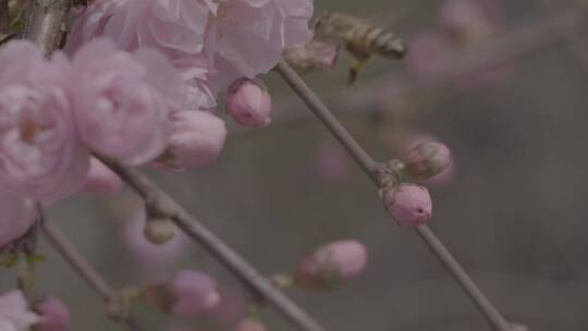 桃花中采蜜的蜜蜂升格慢镜头LOG