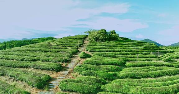 武夷山核心产区茶园星村镇岩茶福建0422