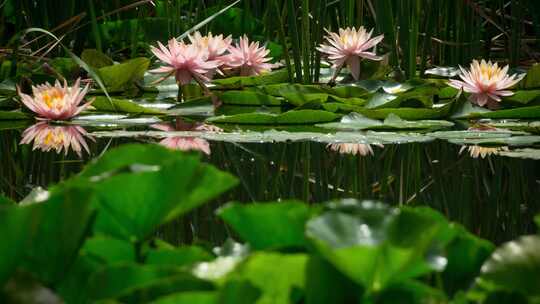 莲花莲叶芦苇池塘