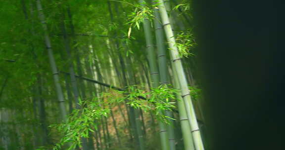 大自然  春天  夏天  竹林