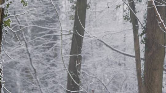 雪域林地白雪覆盖的树枝