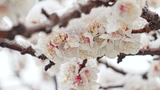 【合集】雪中白桃花