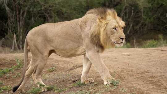 一只雄狮在野生动物园穿越土路的侧面照片。