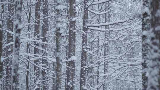 伏牛山冬季雪景雾凇