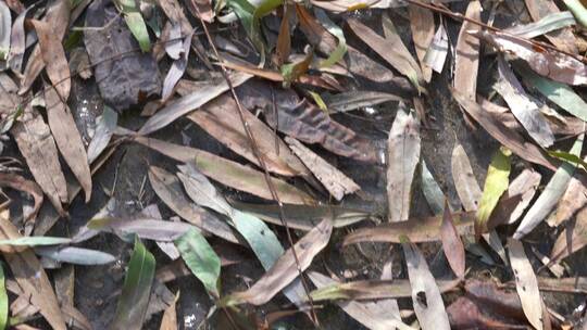 4K北方冬天地上的枯枝落叶竹叶视频素材模板下载