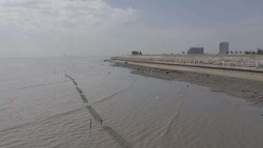 厦门海上一群 白鹭 觅食 波光粼粼 海面