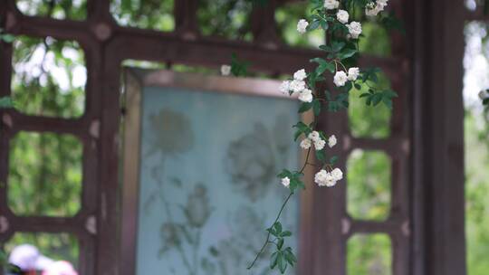 木香花 夏日