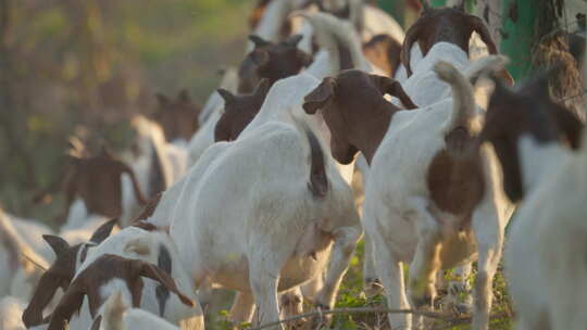 农村天然喂养散养山羊家畜