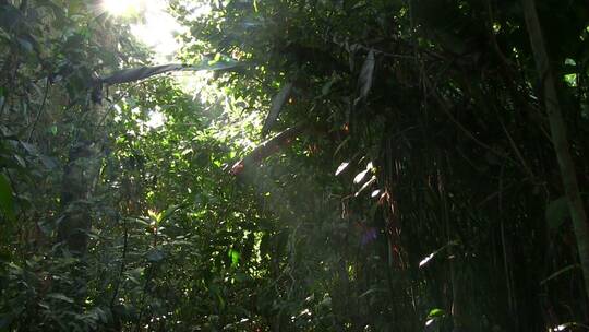 在美丽茂盛的丛林雨林中缓慢倾斜视频素材模板下载