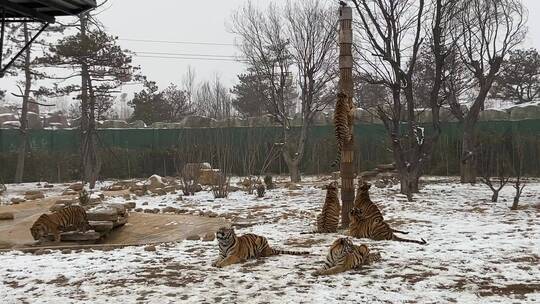 山东泉城欧乐堡动物王国，老虎、熊猫、袋鼠