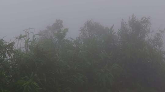 雾气迷雾森林树木