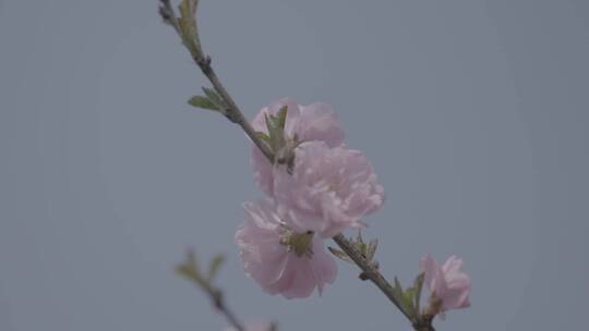 蜜蜂桃花采蜜慢镜头升格LOG