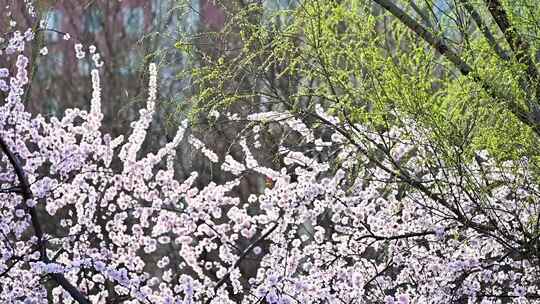 春天阳光下盛开的桃花花朵升格慢镜头