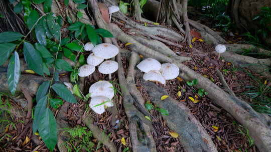 榕树下 野生蘑菇 野生菌