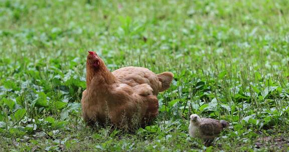 春天农家饲养母鸡孵小鸡