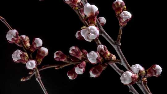 春天植物花草春暖花开生长盛开