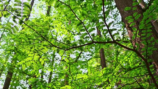 春天阳光下的绿色水杉枝叶逆光仰拍特写