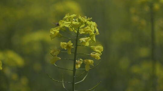 油菜花海